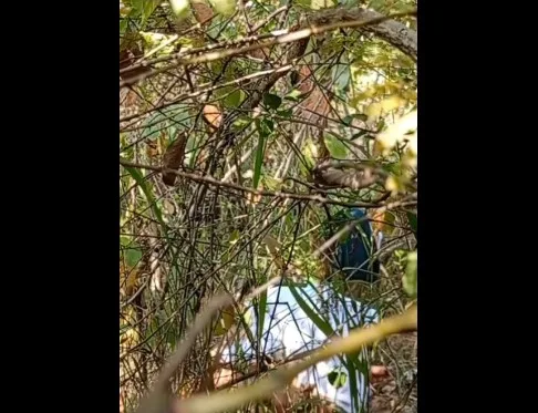 ကျောင်းမတက် ဘဲ လိုးတဲ့ကျောင်းသူလေးအတွဲ