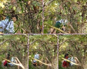 ကျောင်း မသွားပဲ တောတိုးလိုးတဲ့ ကျောင်းသူ အတွဲ